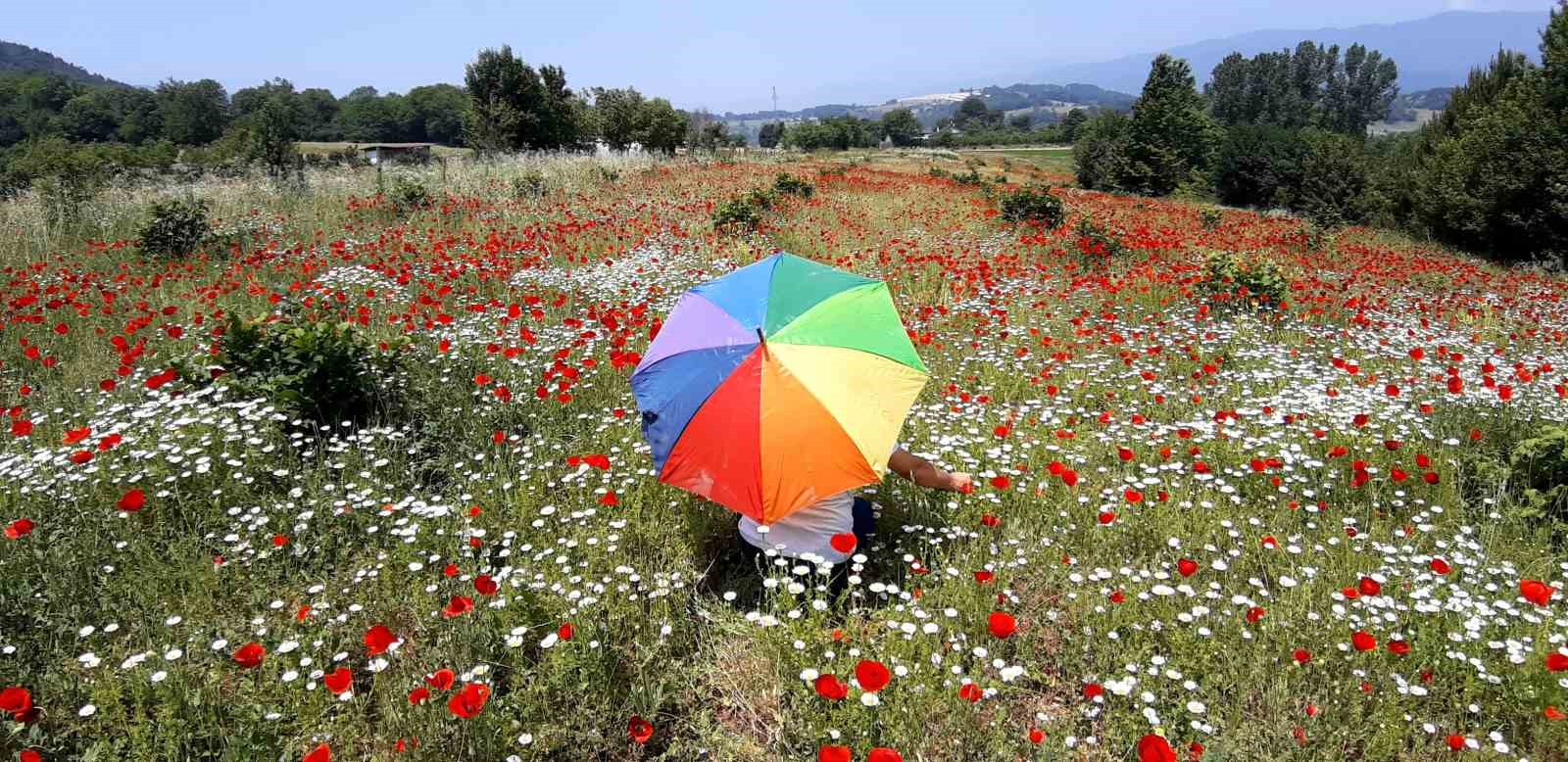 Gelincik ve papatya tarlası fotoğraf tutkunlarına görsel şölen sunuyor