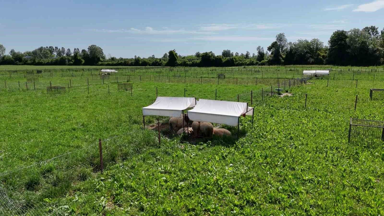 Yapay meralarla sofralara daha ucuz kuzu eti geliyor