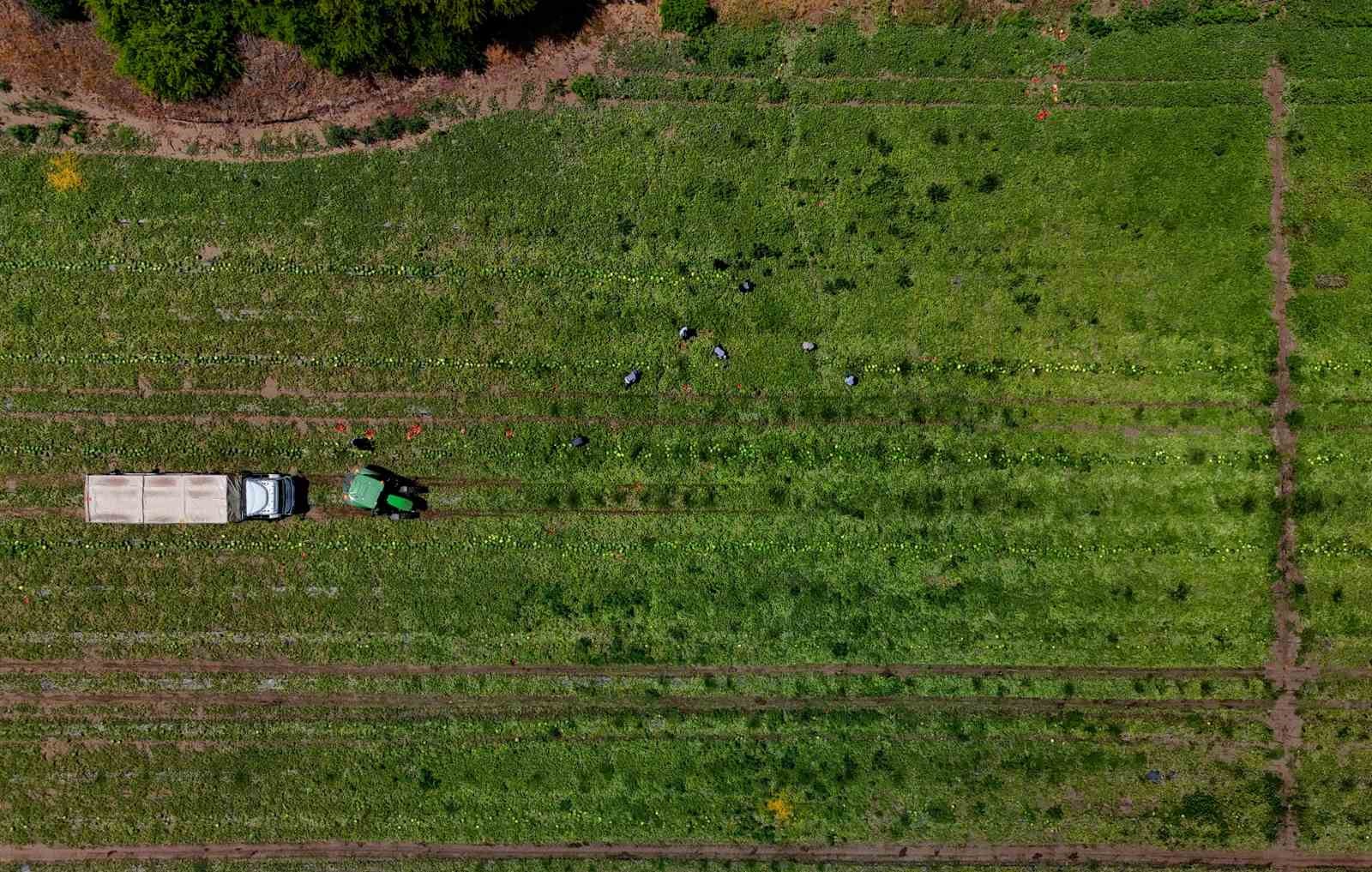 Hasadı süren karpuzun kilosu 9-10 liraya geriledi