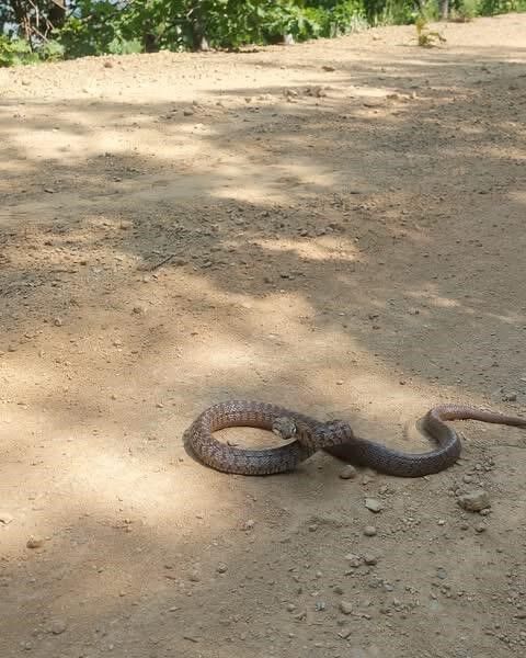 Tunceli’de Kafkas yılanı kameraya saldırdı