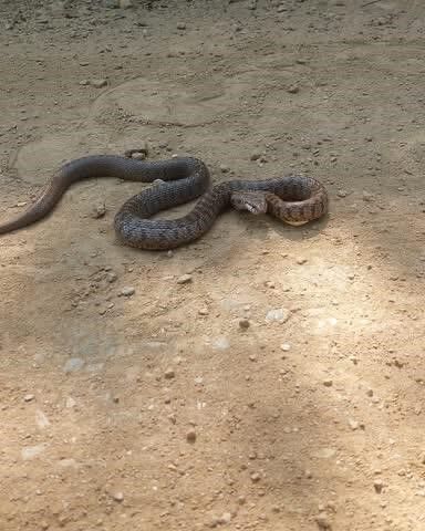 Tunceli’de Kafkas yılanı kameraya saldırdı