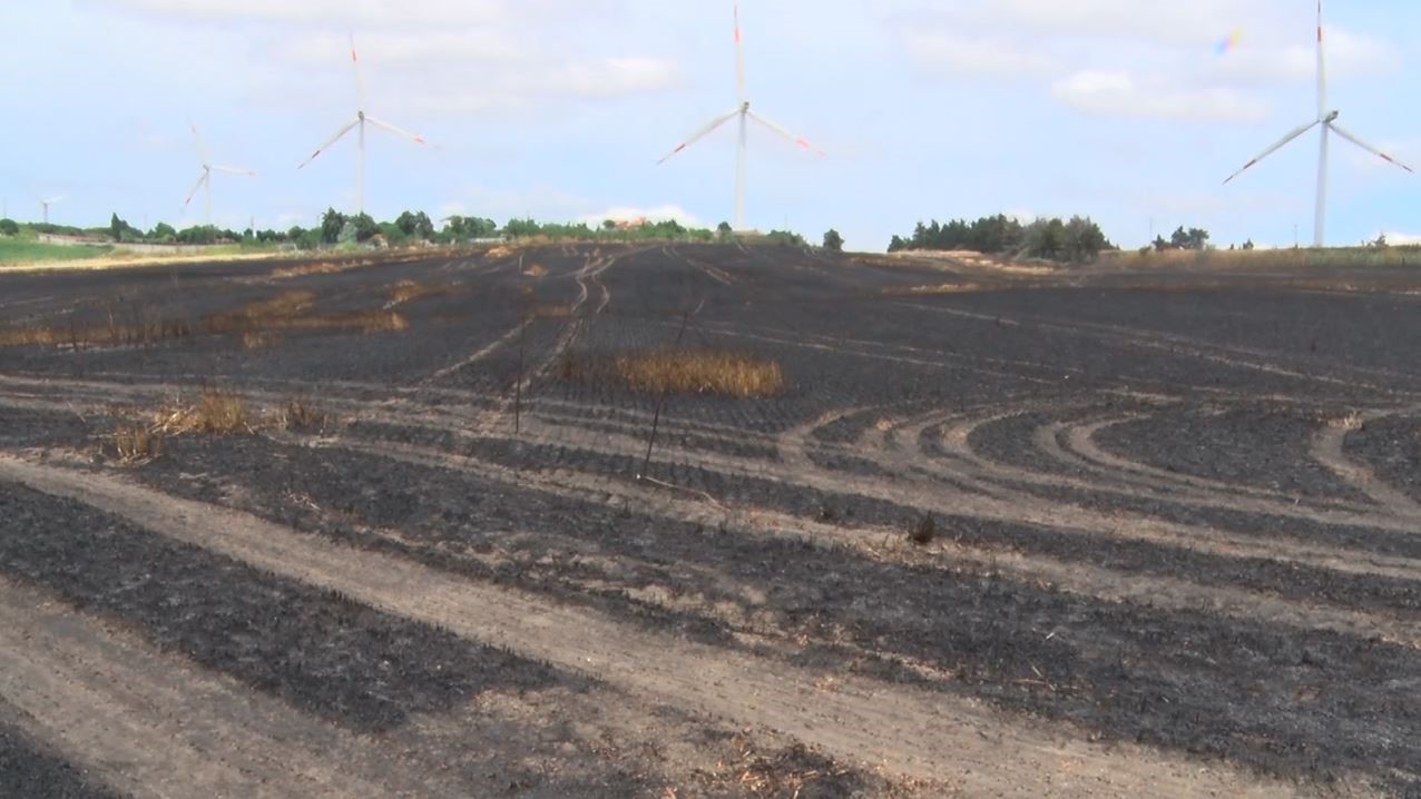Silivri’de sigara izmariti 30 dönüm buğdayı küle çevirdi