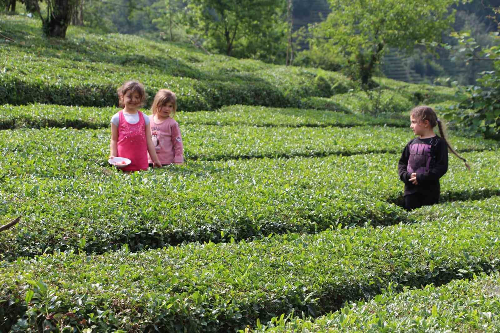 Rize’nin yeni gözdesi: Baklava görünümlü çay bahçesi