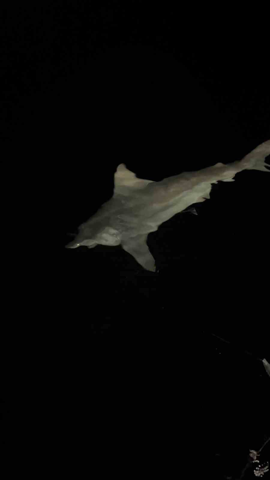 Heyecanla yakaladığı 2 buçuk metrelik devasa köpek balığını denize bıraktı