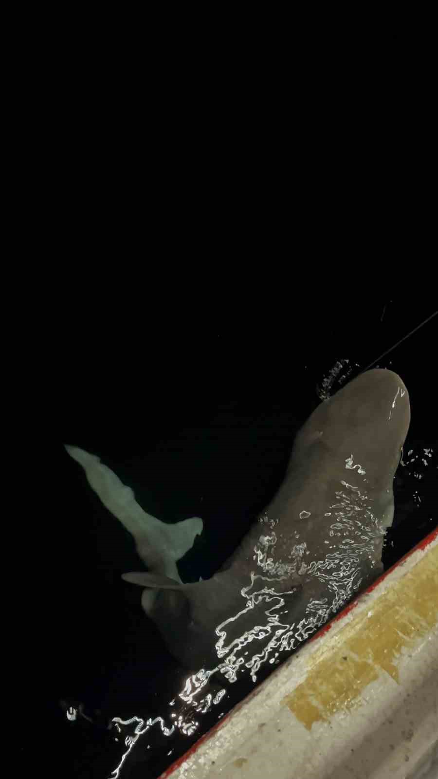 Heyecanla yakaladığı 2 buçuk metrelik devasa köpek balığını denize bıraktı