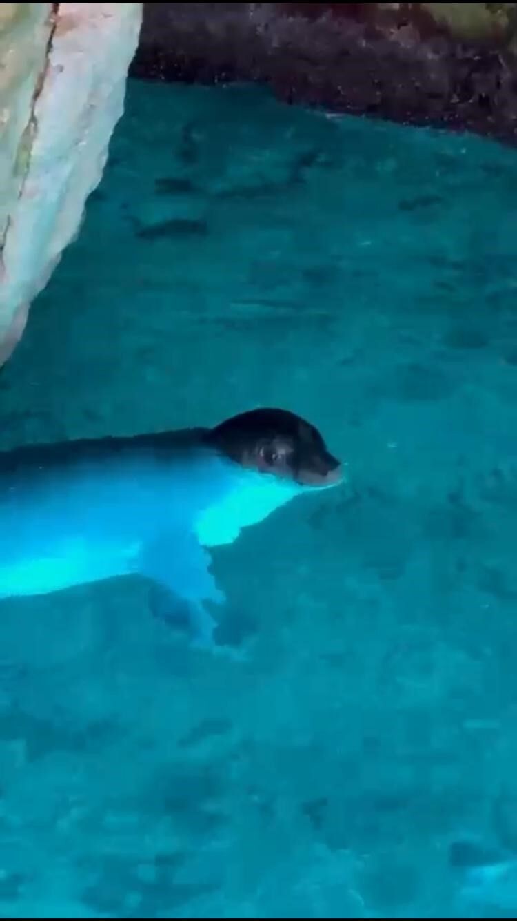 Tatilciler, mağarada Akdeniz fokuyla karşılaştı