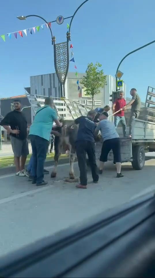 Kurbanlıklar kaçtı, vatandaşlar yakalamaya çalıştı