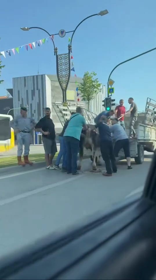 Kurbanlıklar kaçtı, vatandaşlar yakalamaya çalıştı