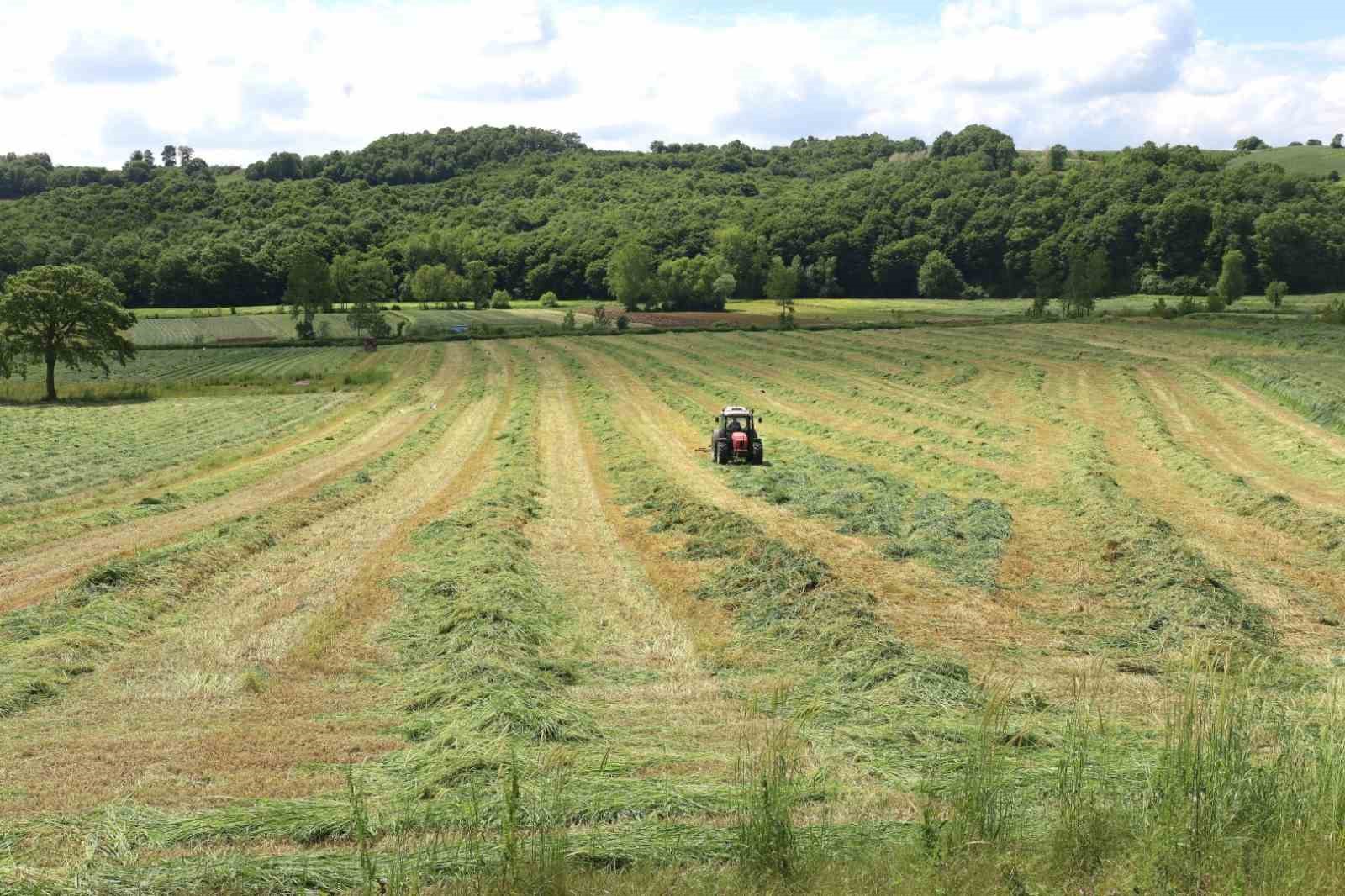 Kocaeli’de süt otu hasadı başladı