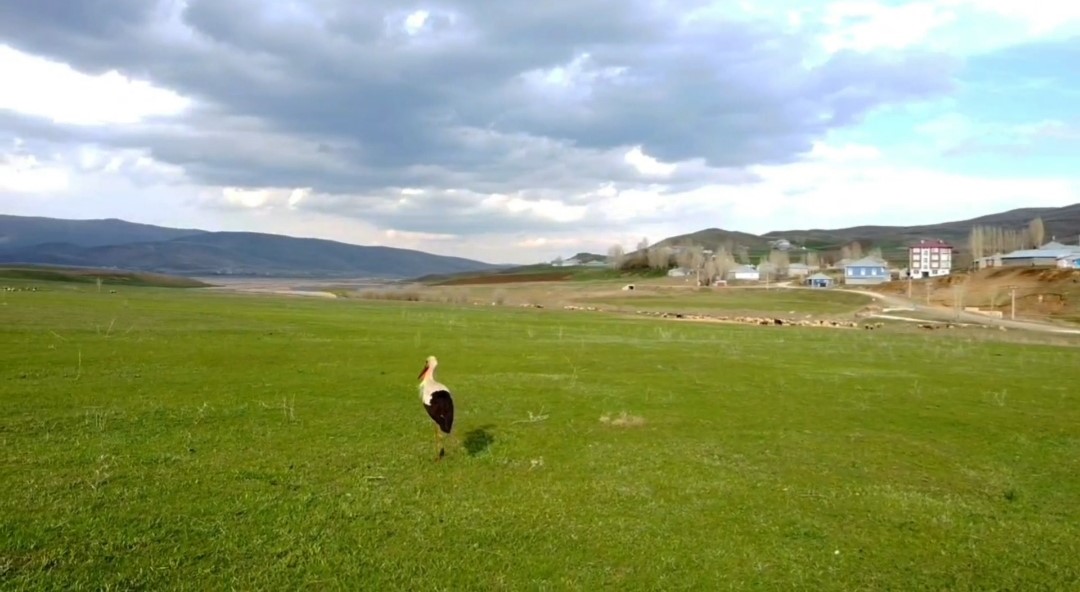 Özalp’ta soğuklara direnen leylekler yavruladı