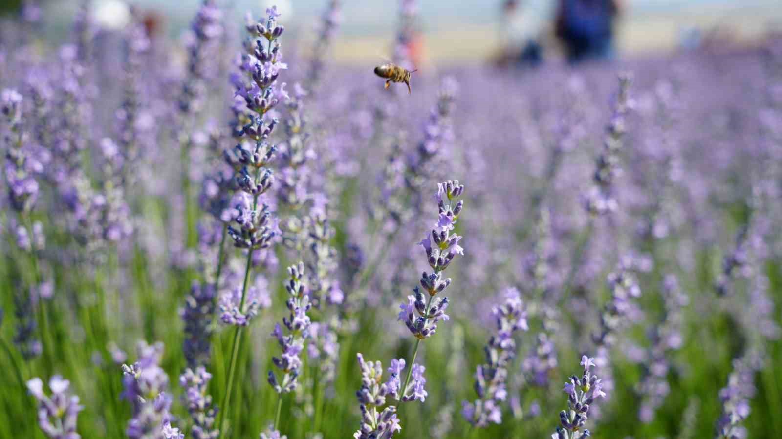 Lavanta tarlalarında mor bir şölen: Festival hasatla başladı, koku atölyeleri mest etti