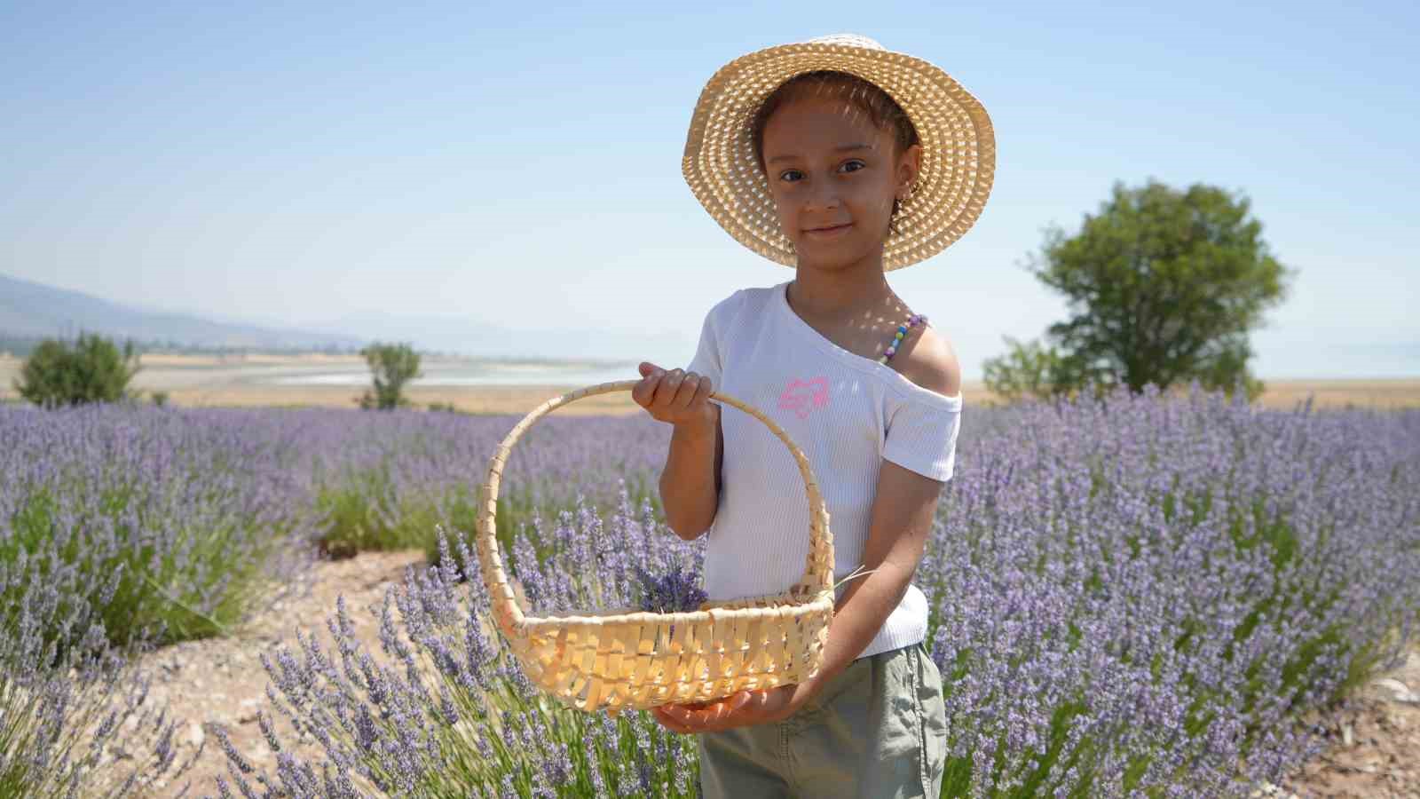 Lavanta tarlalarında mor bir şölen: Festival hasatla başladı, koku atölyeleri mest etti