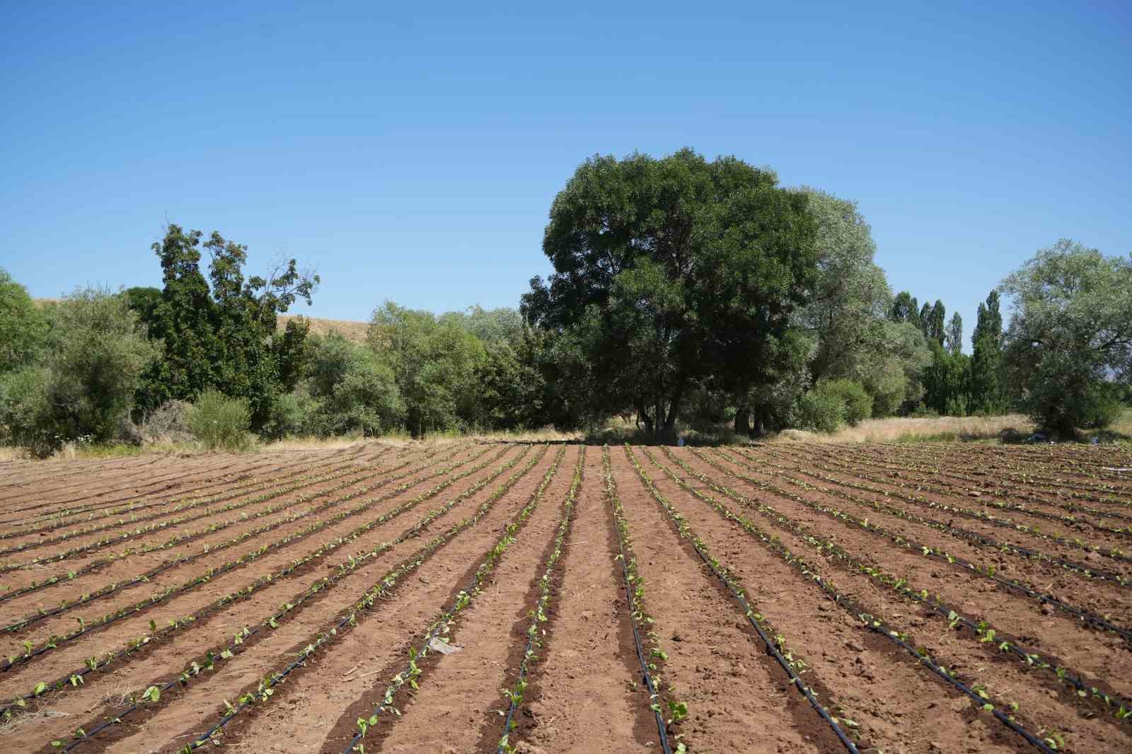 Muş’ta tütün ekimi başladı: 1 milyar TL’lik katkı bekleniyor