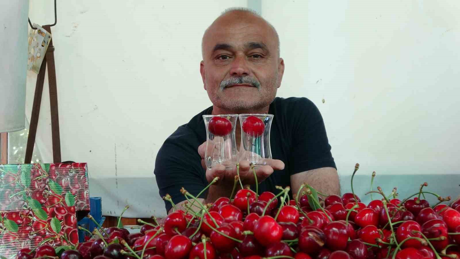 Çay bardağına sığmayan Lapseki kirazında hasat başladı