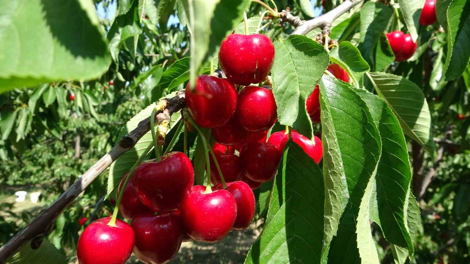 Çay bardağına sığmayan Lapseki kirazında hasat başladı