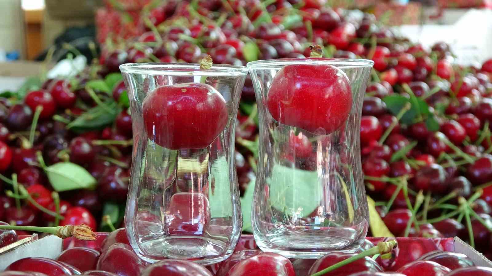 Çay bardağına sığmayan Lapseki kirazında hasat başladı