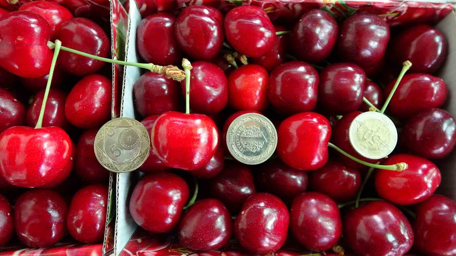 Çay bardağına sığmayan Lapseki kirazında hasat başladı