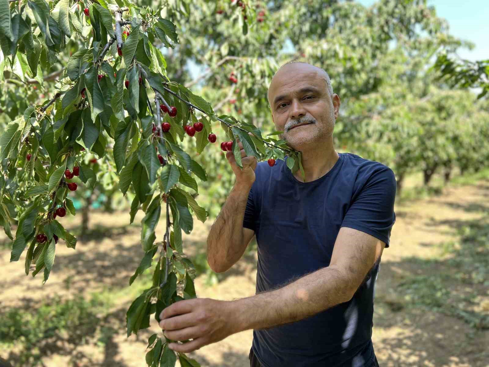 Çay bardağına sığmayan Lapseki kirazında hasat başladı