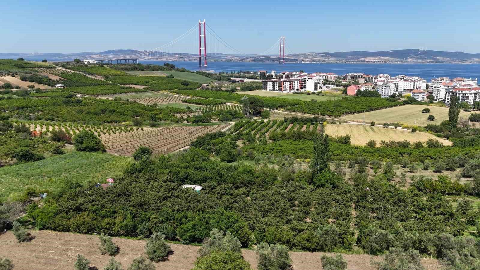 Çay bardağına sığmayan Lapseki kirazında hasat başladı
