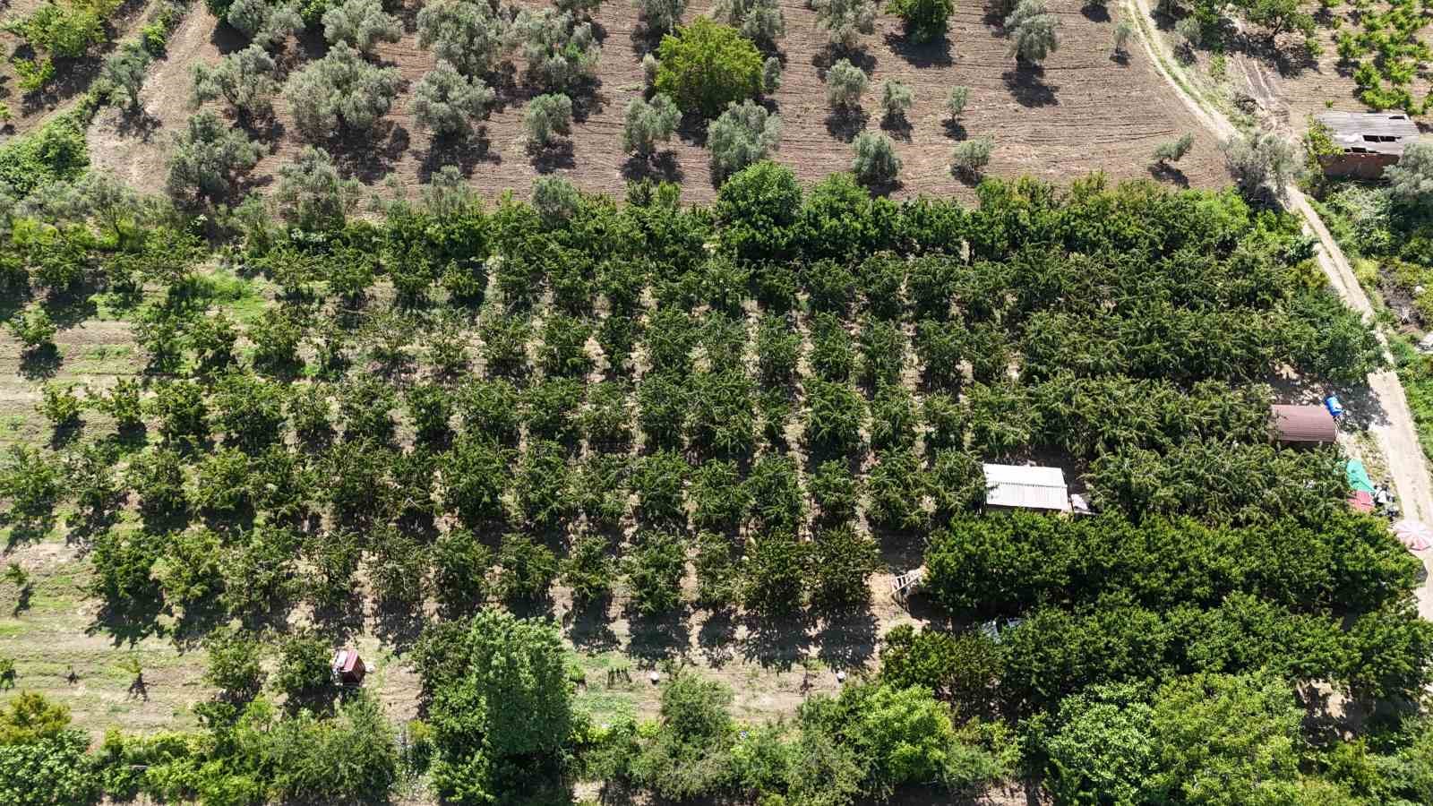 Çay bardağına sığmayan Lapseki kirazında hasat başladı