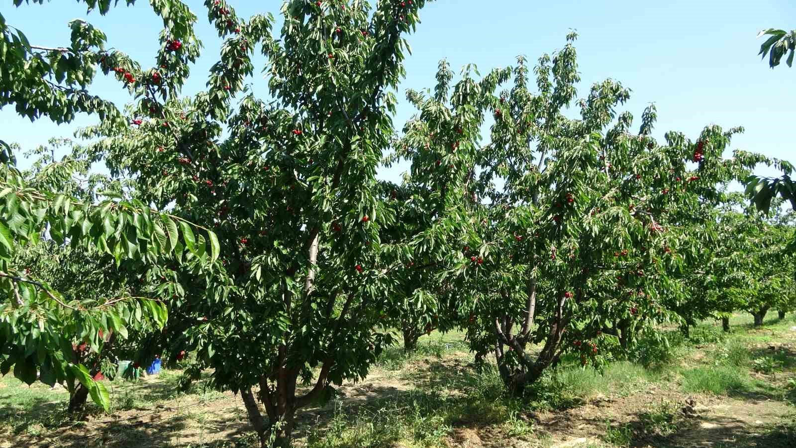 Çay bardağına sığmayan Lapseki kirazında hasat başladı