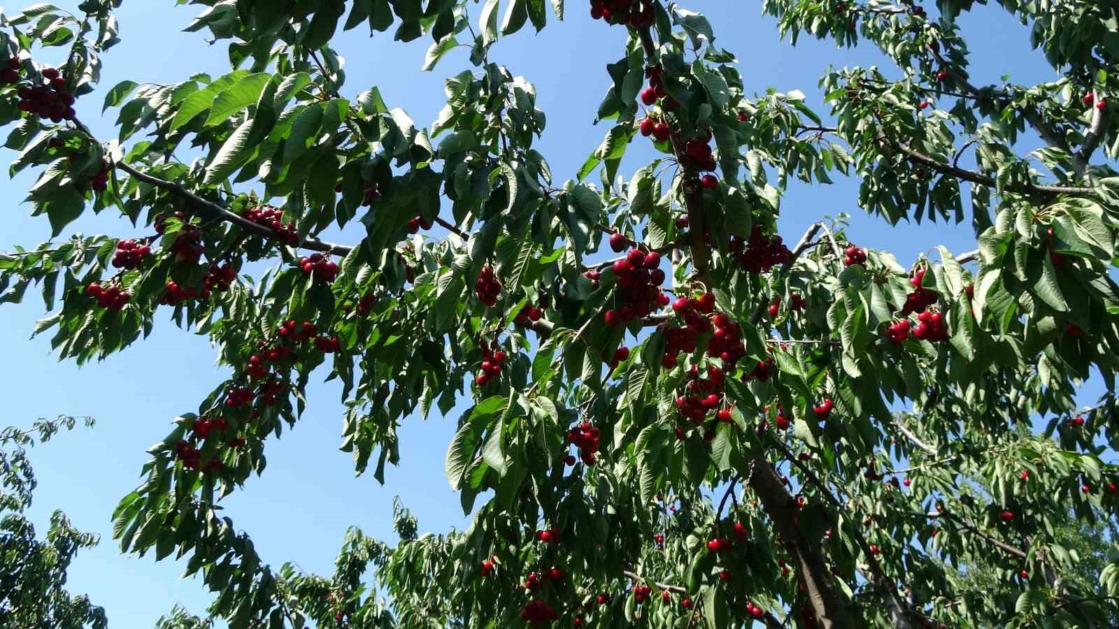 Çay bardağına sığmayan Lapseki kirazında hasat başladı
