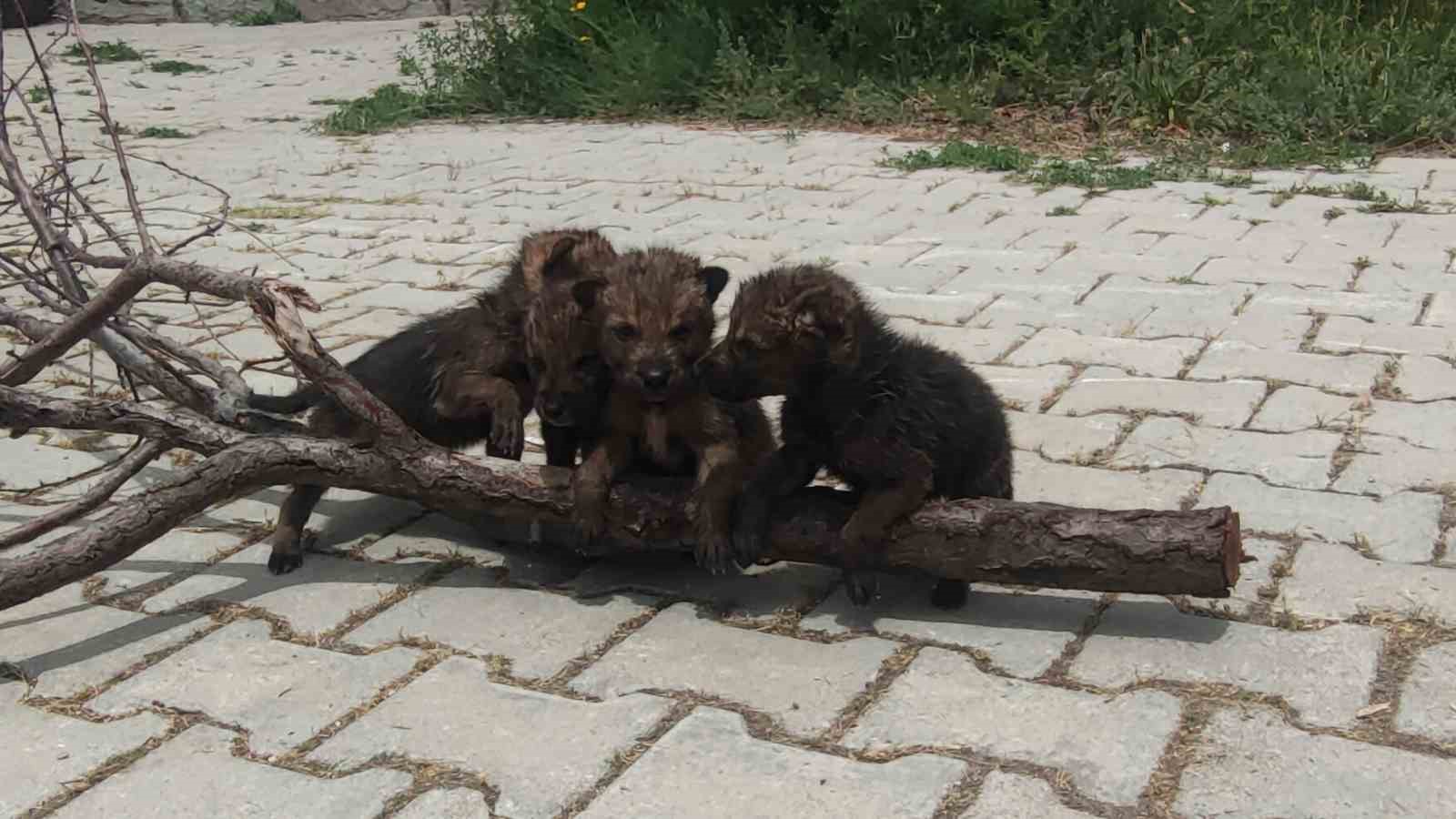 Van YYÜ Yaban Hayvanları Merkezi, yaban hayvanlarına kreş hizmeti sunuyor
