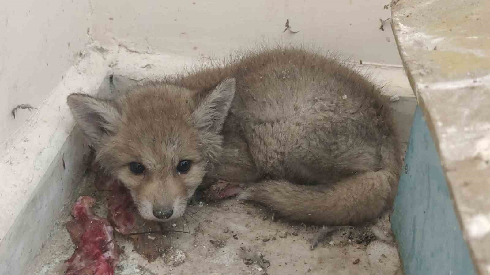 Van YYÜ Yaban Hayvanları Merkezi, yaban hayvanlarına kreş hizmeti sunuyor