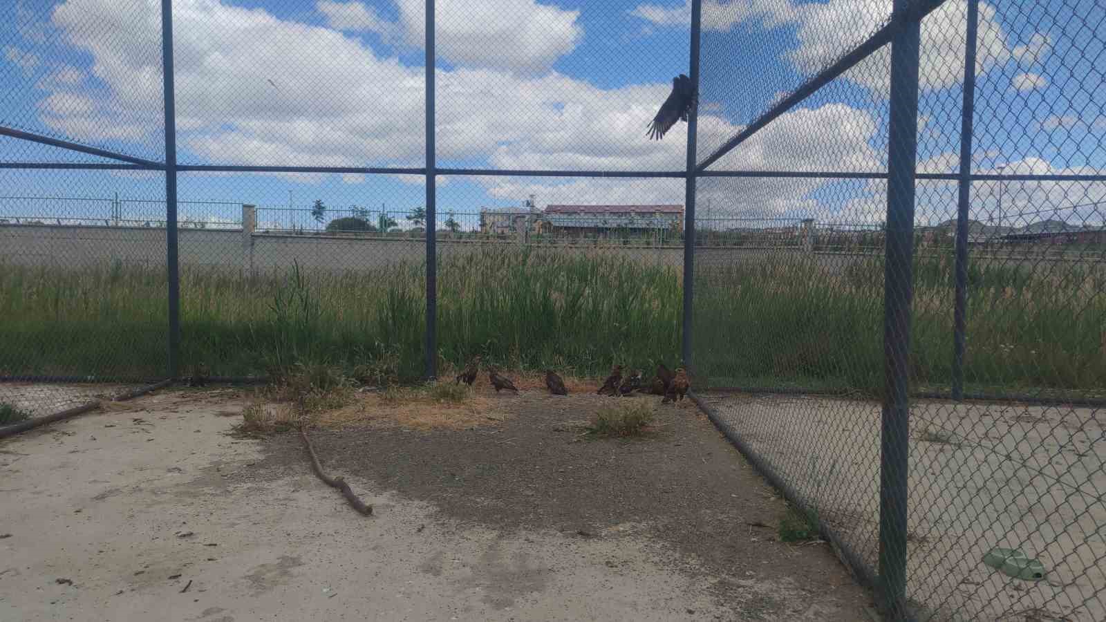 Van YYÜ Yaban Hayvanları Merkezi, yaban hayvanlarına kreş hizmeti sunuyor