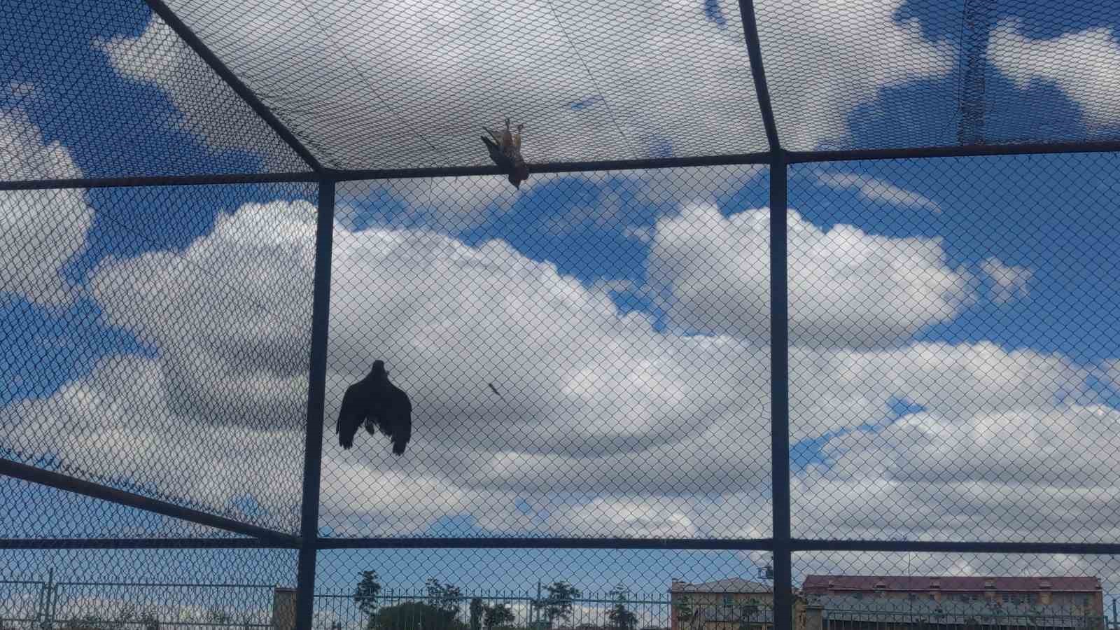 Van YYÜ Yaban Hayvanları Merkezi, yaban hayvanlarına kreş hizmeti sunuyor