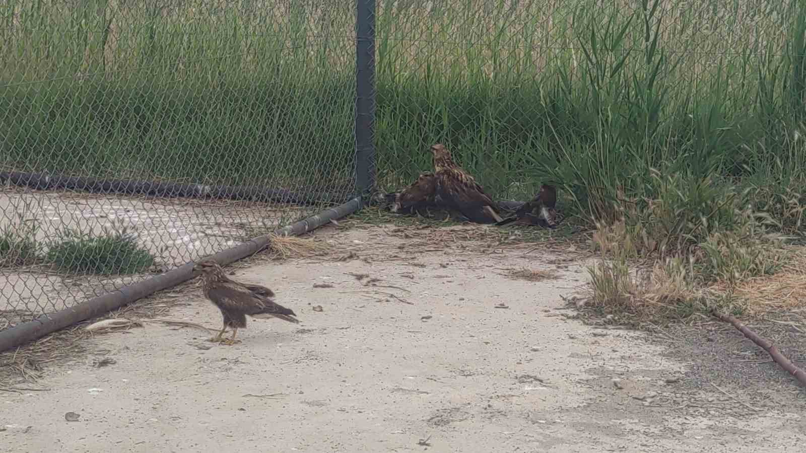 Van YYÜ Yaban Hayvanları Merkezi, yaban hayvanlarına kreş hizmeti sunuyor