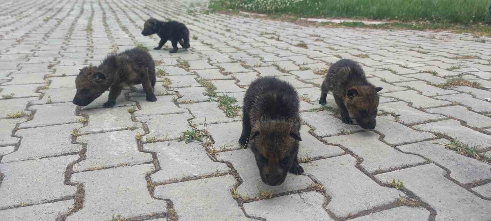 Van YYÜ Yaban Hayvanları Merkezi, yaban hayvanlarına kreş hizmeti sunuyor