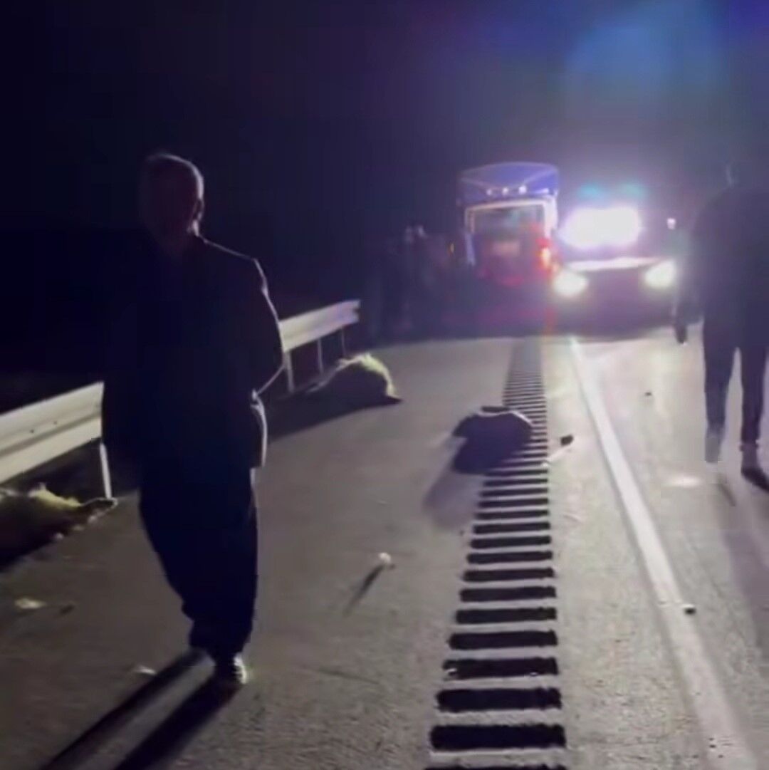 Van’da hafif ticari kamyonet sürüye çarptı; 8 koyun telef oldu