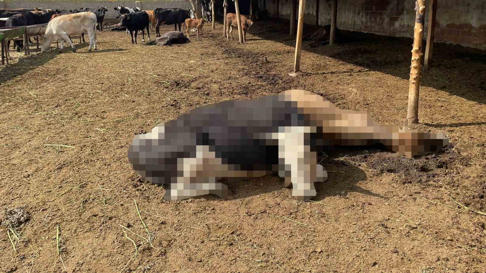 Kırıkkale’de yıldırım düşmesi sonucu 6 büyükbaş hayvan telef oldu