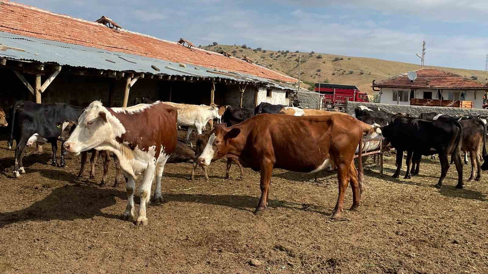 Kırıkkale’de yıldırım düşmesi sonucu 6 büyükbaş hayvan telef oldu