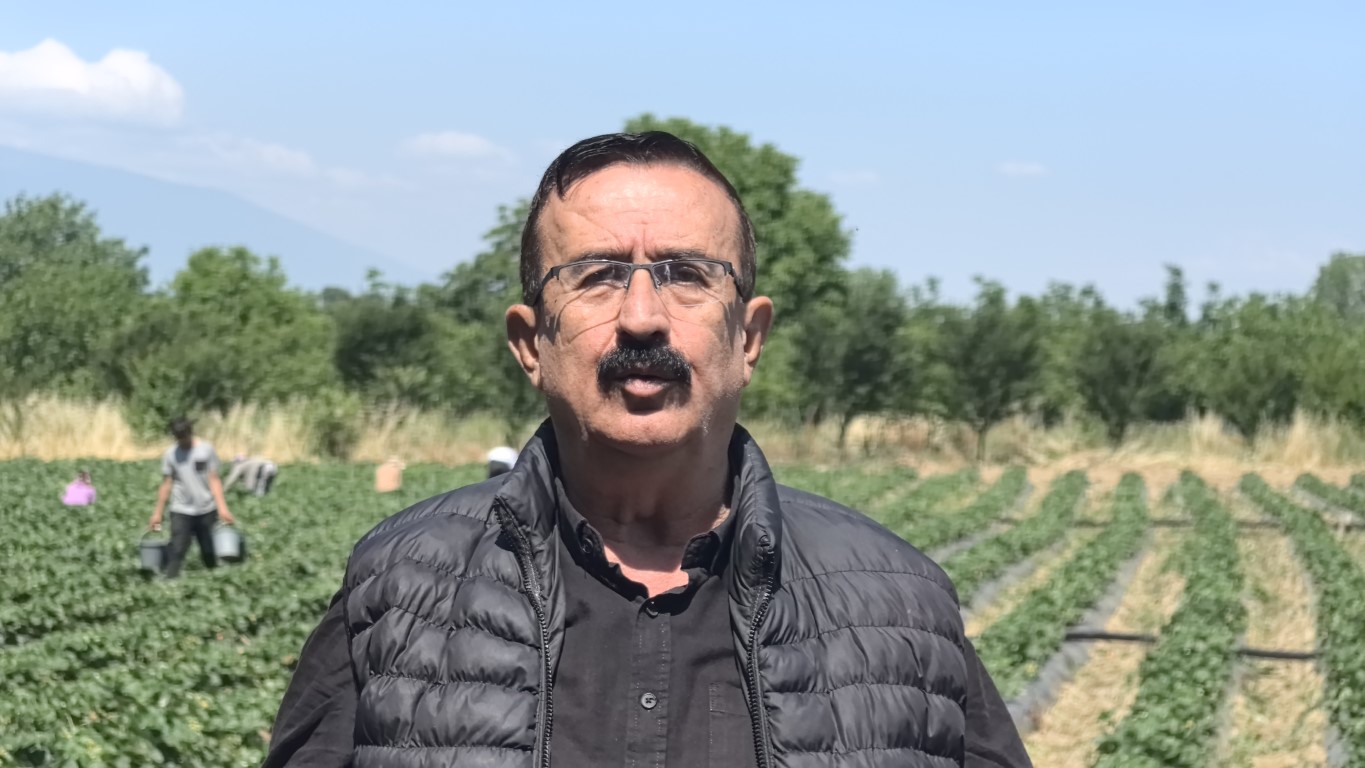 Bursa'da 'kırmızı elmas' hasadı başladı