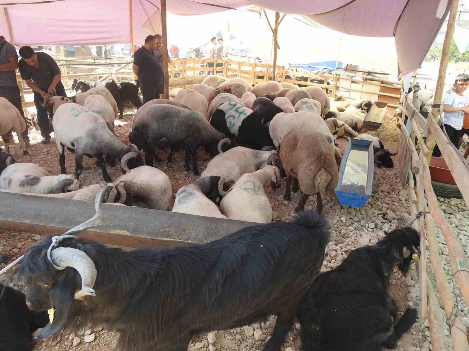 Kurban Bayramı’nın ilk günü hayvan pazarları dolup taştı