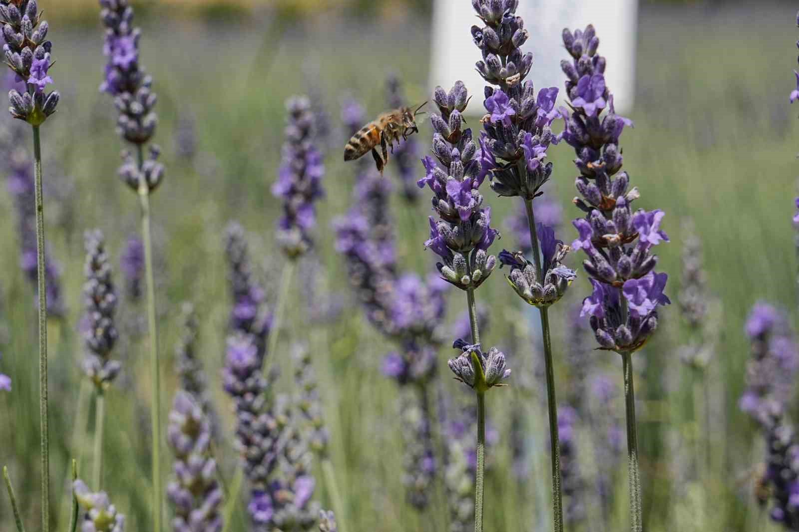 Doktorun tıbbi aromatik bahçesine yoğun ilgi
