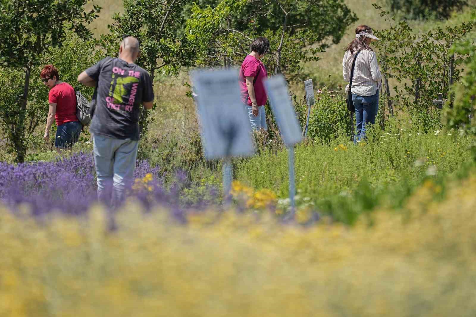 Doktorun tıbbi aromatik bahçesine yoğun ilgi