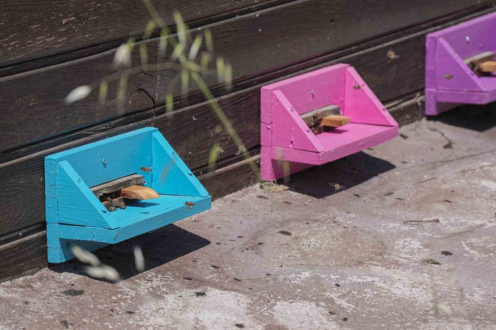 Doktorun tıbbi aromatik bahçesine yoğun ilgi