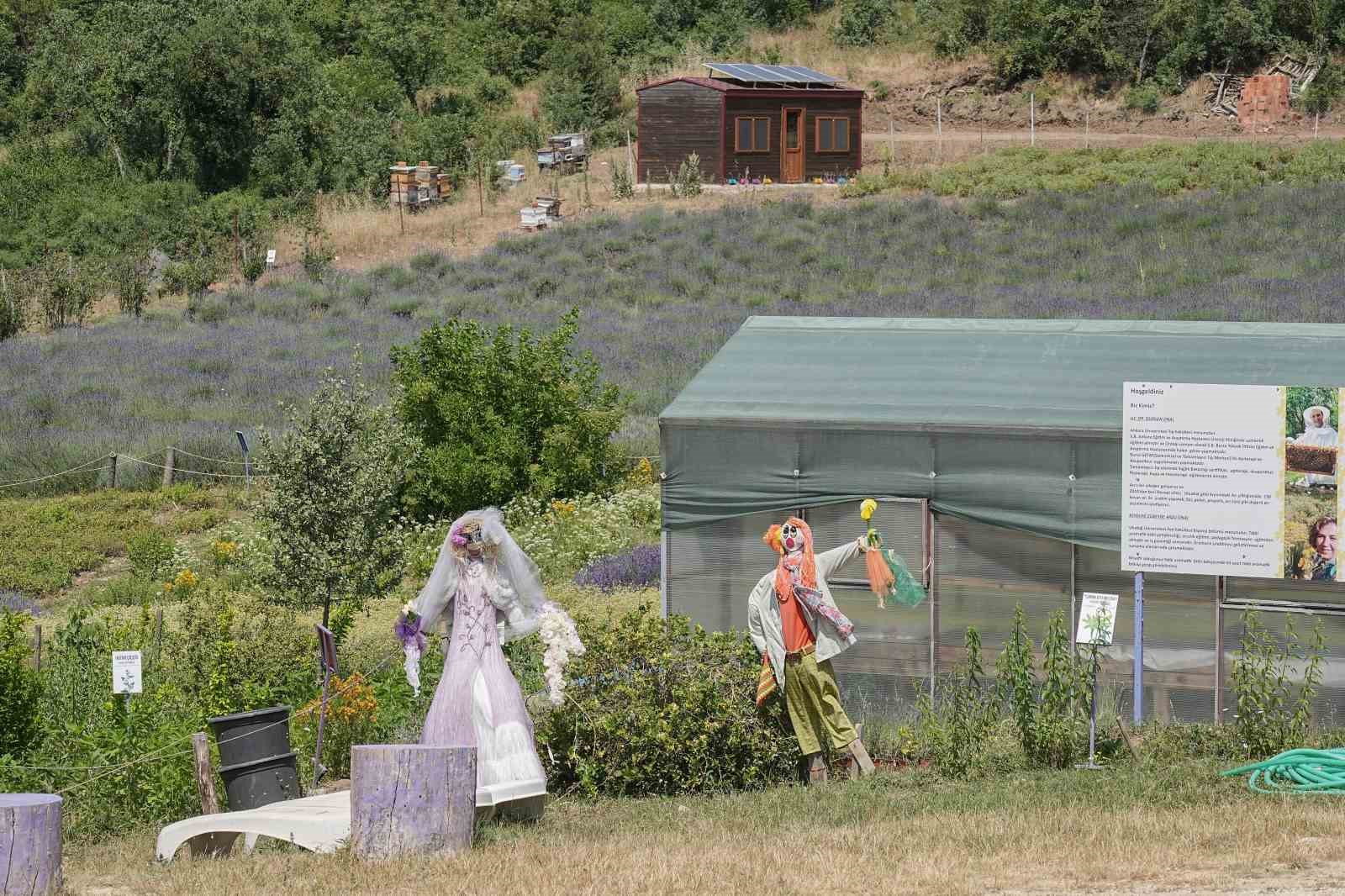 Doktorun tıbbi aromatik bahçesine yoğun ilgi