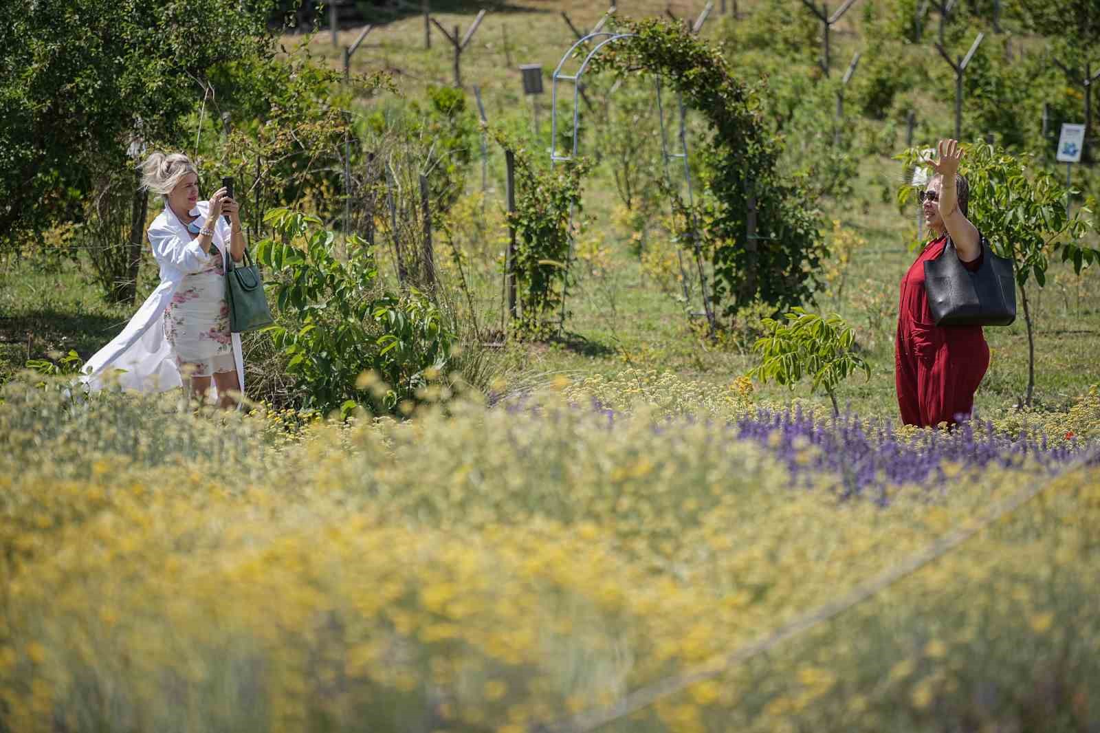 Doktorun tıbbi aromatik bahçesine yoğun ilgi