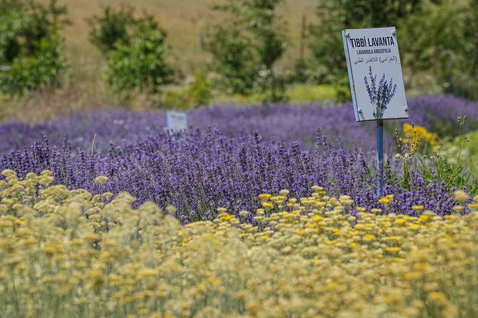 Doktorun tıbbi aromatik bahçesine yoğun ilgi