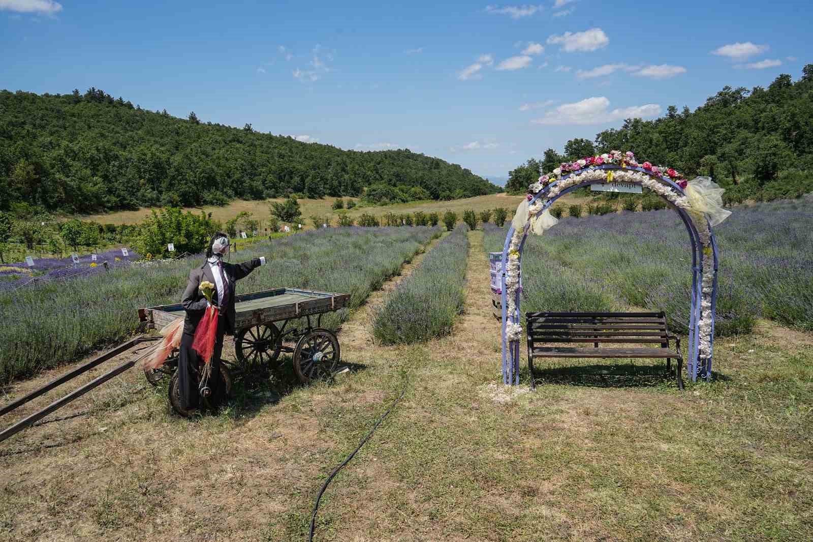 Doktorun tıbbi aromatik bahçesine yoğun ilgi