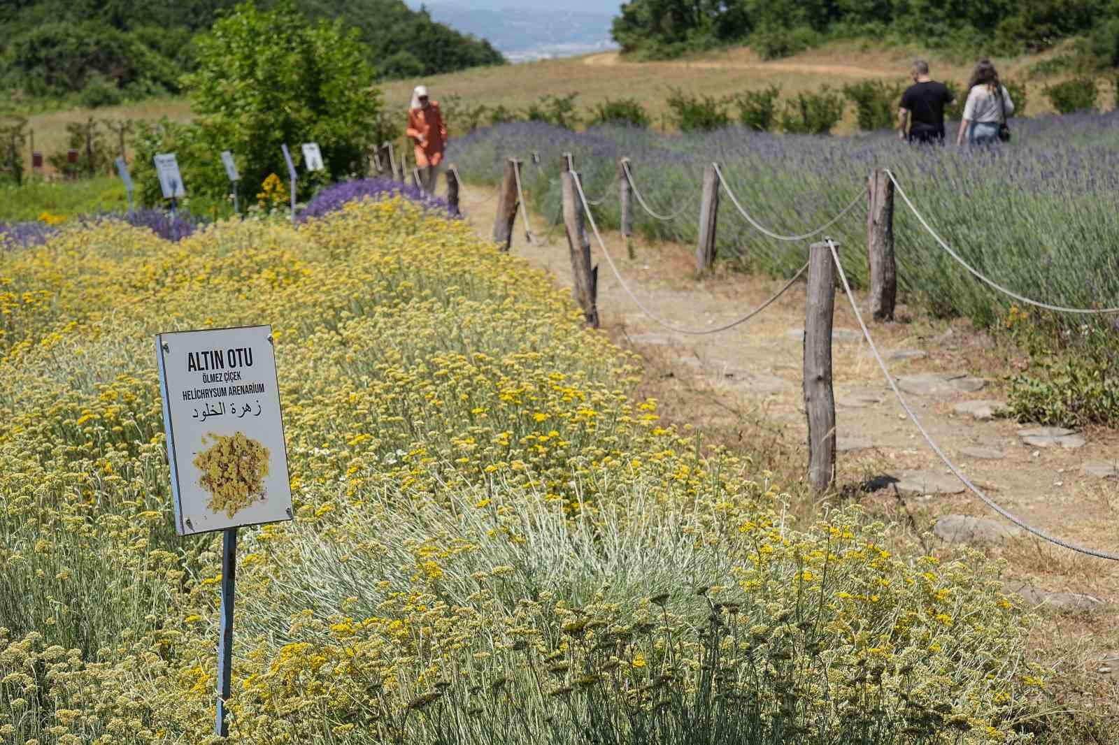 Doktorun tıbbi aromatik bahçesine yoğun ilgi