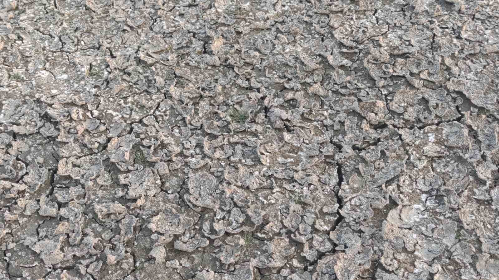 Erçek Gölü’nün kıyıları kuruyor: Uzmanlar uyarıyor