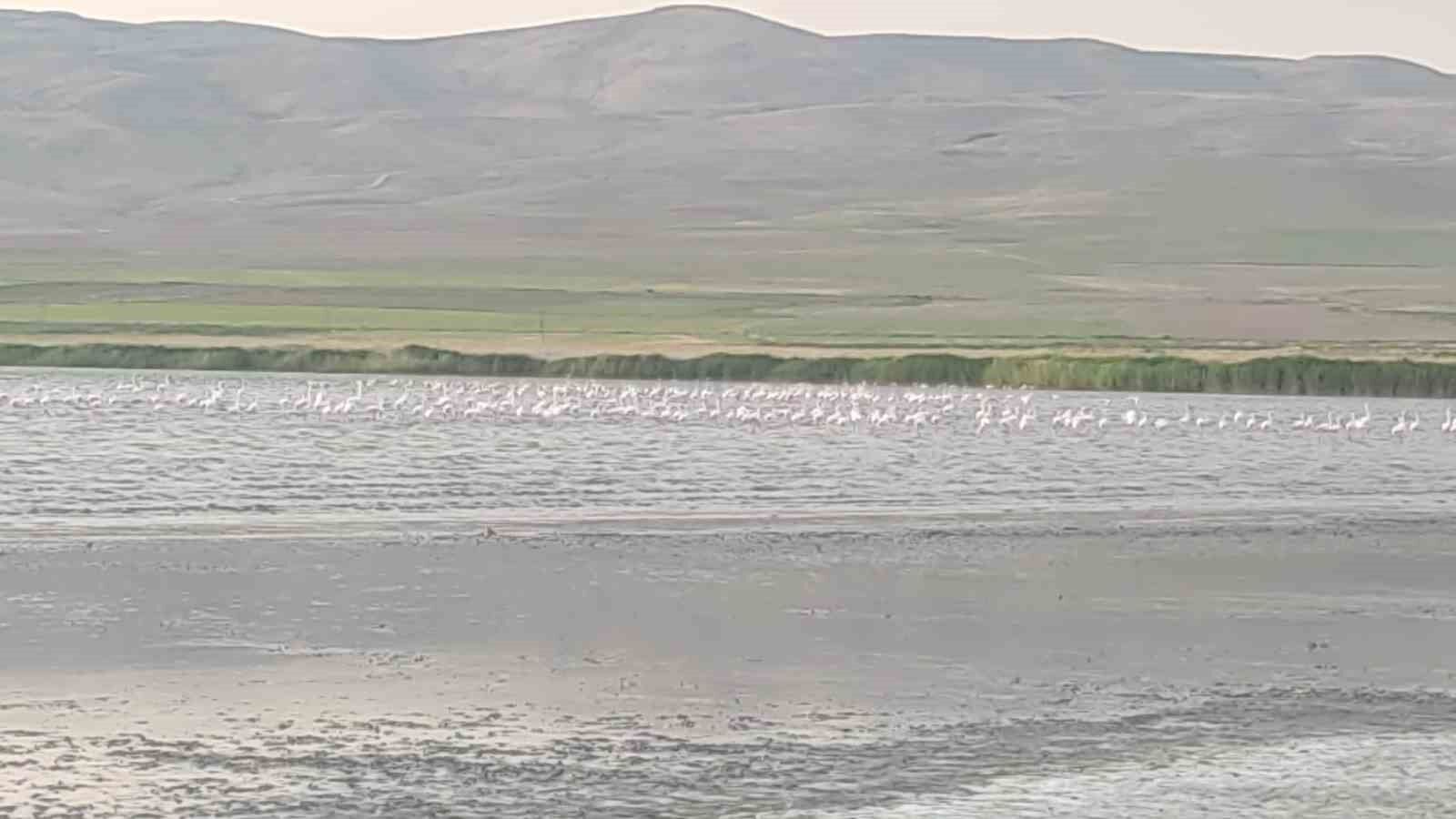 Erçek Gölü’nün kıyıları kuruyor: Uzmanlar uyarıyor