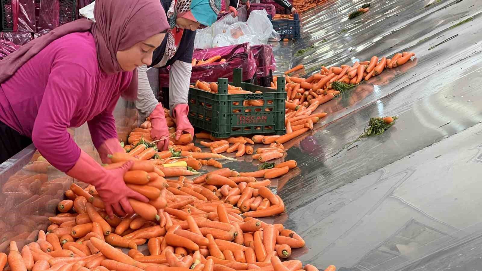 Tarladan sofraya havuç kadınların ellerinden geliyor