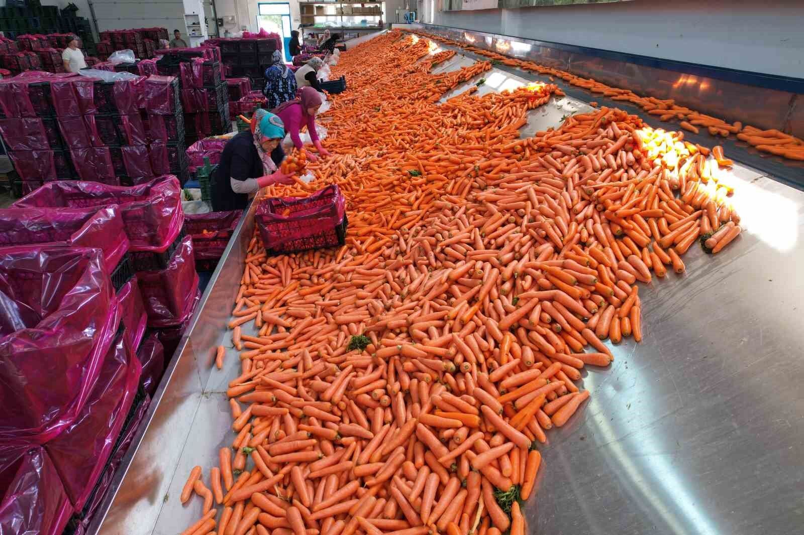 Tarladan sofraya havuç kadınların ellerinden geliyor