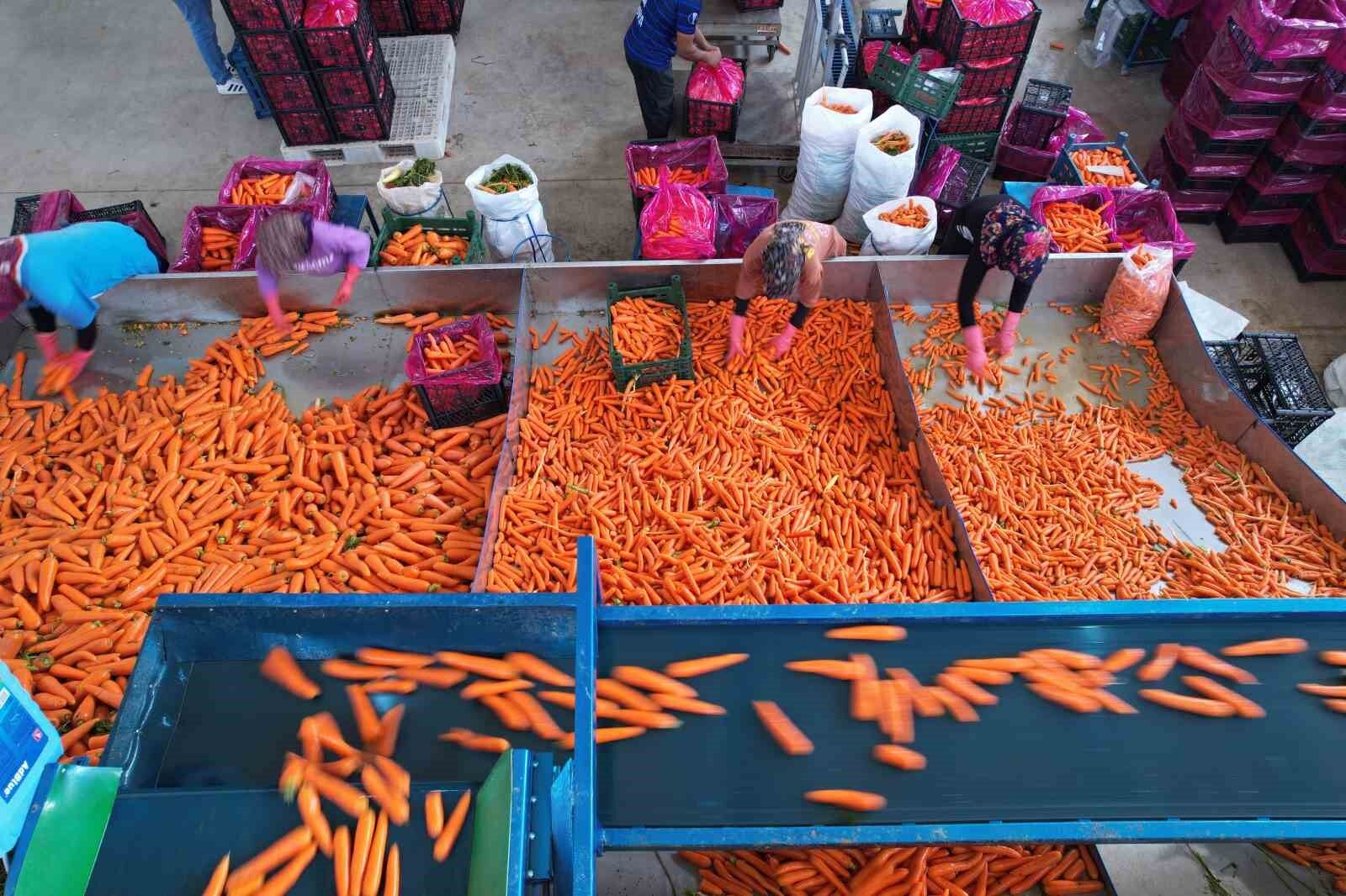 Tarladan sofraya havuç kadınların ellerinden geliyor